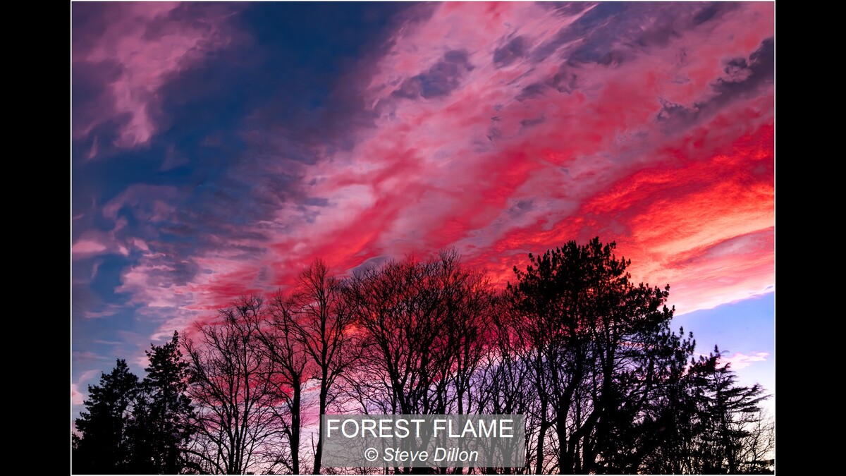 FOREST FLAME